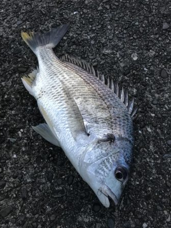 わらしべ釣りで、キビレ