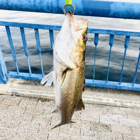 シーバスフィッシング