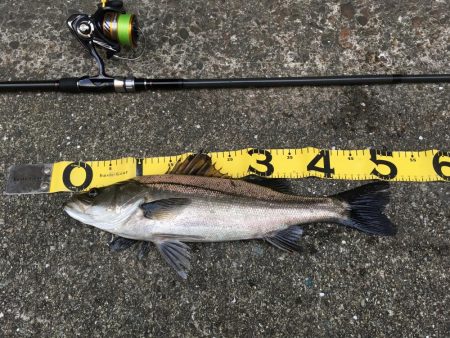 @ちょこっと遠征デイゲーム