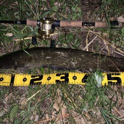 数年ぶりの淡水魚