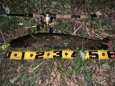 数年ぶりの淡水魚