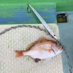 浅川沖でレンコダイ