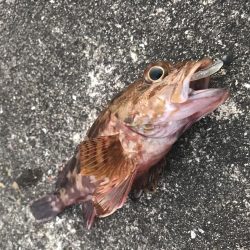 ダイソーワームでガシラGET