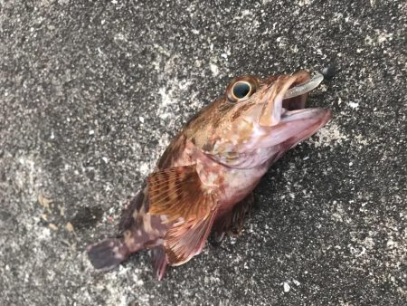 ダイソーワームでガシラGET