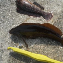 アイナメ大きいのいたぞ！