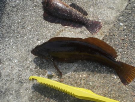 アイナメ大きいのいたぞ！