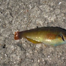 アイナメ求めて