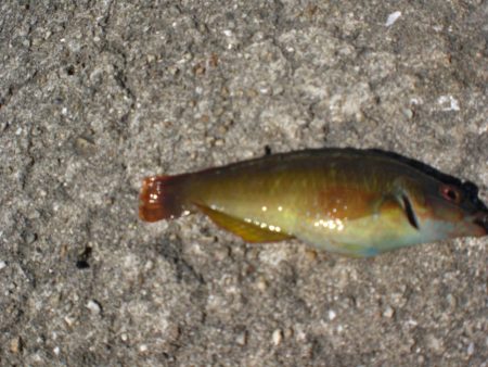 アイナメ求めて