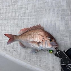 初の一つテンヤ