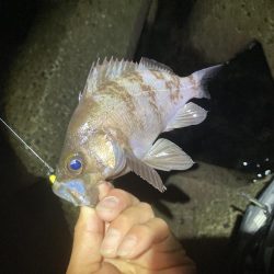 爆釣梅雨メバリング