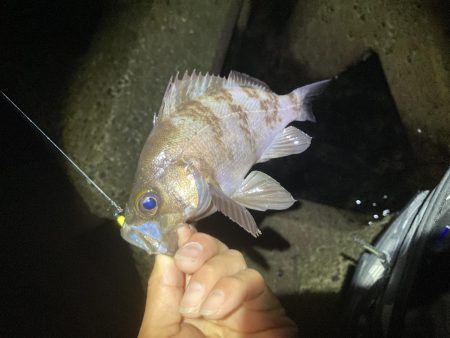 爆釣梅雨メバリング