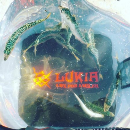 小鯖しか勝たんっ！