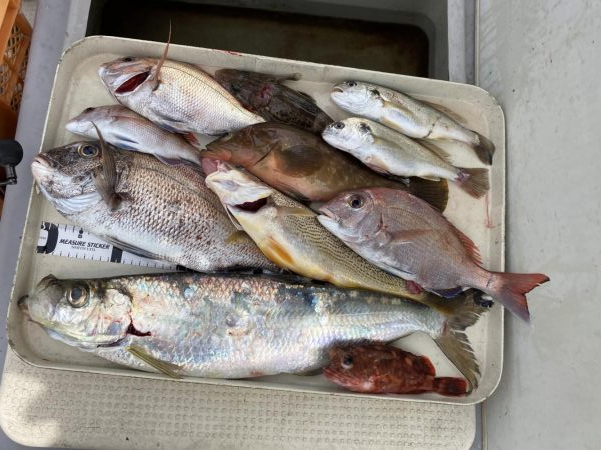 魚のやる気が・・⁉︎