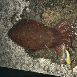 夜明けのキロモンゴ