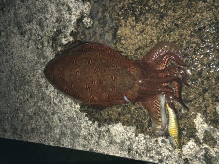 夜明けのキロモンゴ