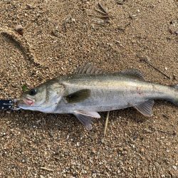 朝マヅメシーバス