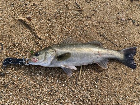 朝マヅメシーバス