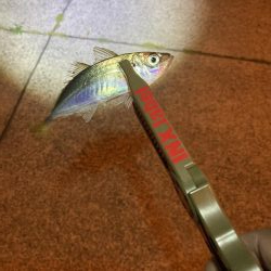 エギング、ライトゲーム