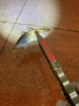 エギング、ライトゲーム