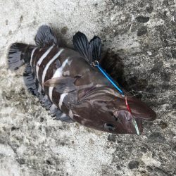 ダイソージグで4目達成