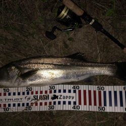 ナイトシーバス❗️