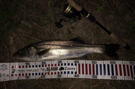 ナイトシーバス❗࿠…