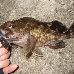 ロックフィッシュ調査