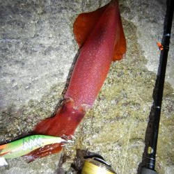 アジ釣れません