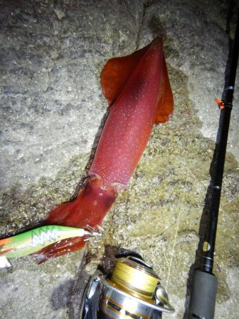 アジ釣れません