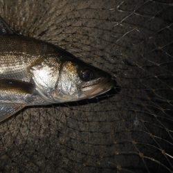 再びバチパターン調査