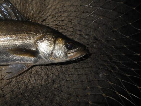 再びバチパターン調査