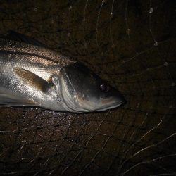 雨後のバチパターン調査