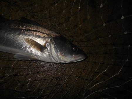 雨後のバチパターン調査