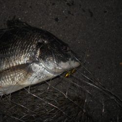 ドブ川のキビレ