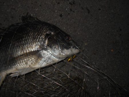 ドブ川のキビレ