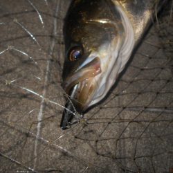 得意技?でヒット