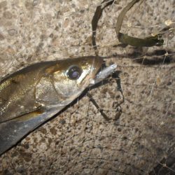 カラーは不要???