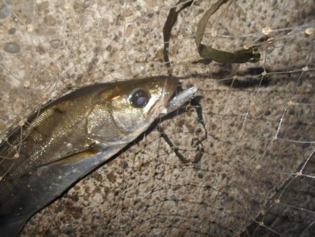 カラーは不要???