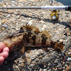 久しぶりの穴釣