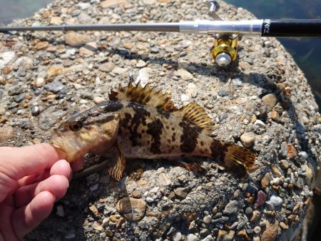 久しぶりの穴釣