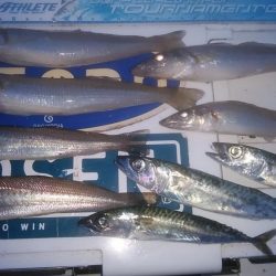 15時から播磨新島のキス調査