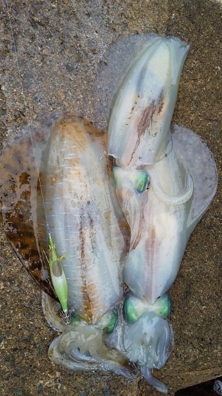 アオリイカ満足の釣果