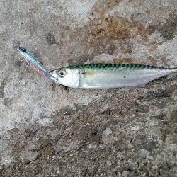 プチsalt water game