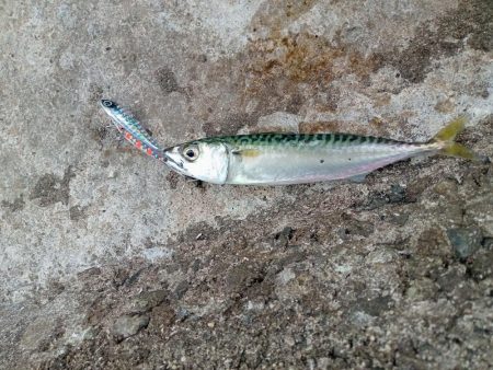 プチsalt water game