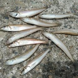 小型キス主体となった播磨新島