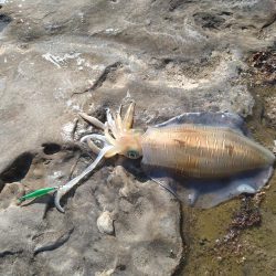 アオリイカを求めて