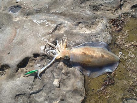 アオリイカを求めて