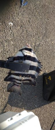 初めての魚釣りました!