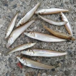 更に厳しくなった播磨新島のキス