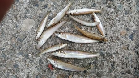 更に厳しくなった播磨新島のキス